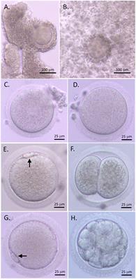 Reduced anti-Müllerian hormone action in cumulus-oocyte complexes is beneficial for oocyte maturation without affecting oocyte competence